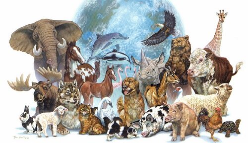 Organismes Pluricel·lulars