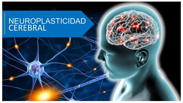 Plasticidad cerebral y el aprendizaje