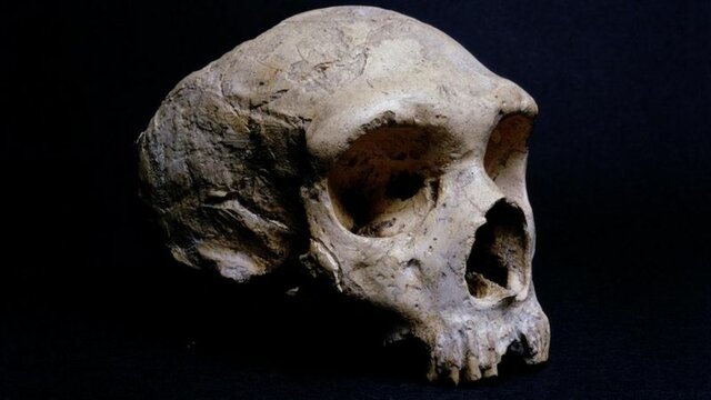 HOMO NEANDERTHALENSIS