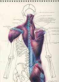 Es comença a interpretar per primer cop l'anatomia humana