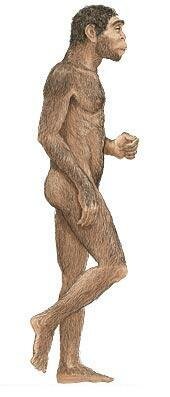 Homo erectus