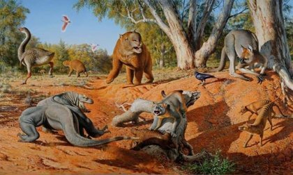Sapiens en Australia