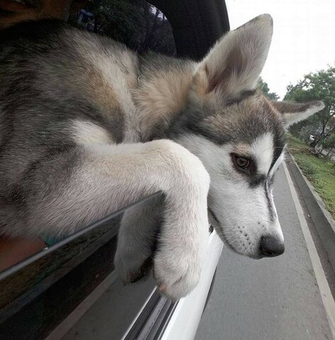 The adoption of Tobias