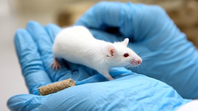 Políticas de implementación de metodológias alternativas al uso de animales