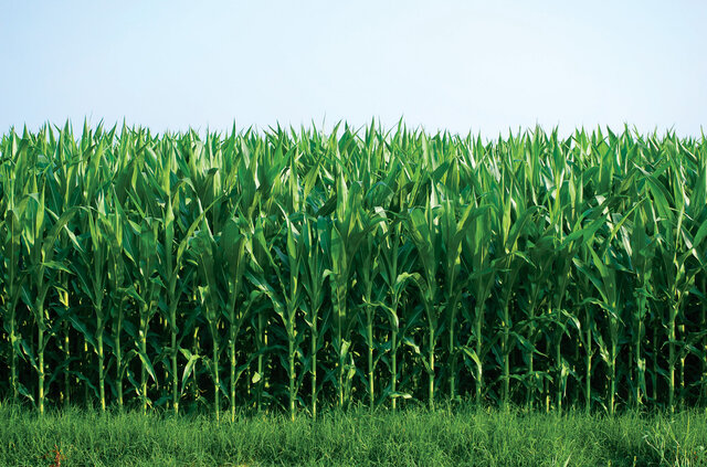 Cambios en el ecosistema