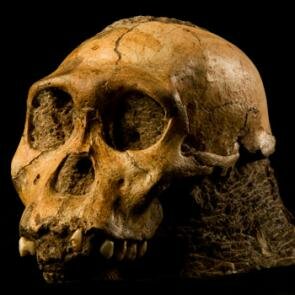 Aparición del género homo.