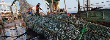 Inicia la pesca marina.