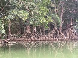 Reducción de manglares- siglo XX