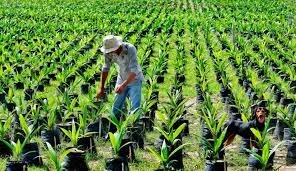 Producción de aceite de palma- industria agrícola