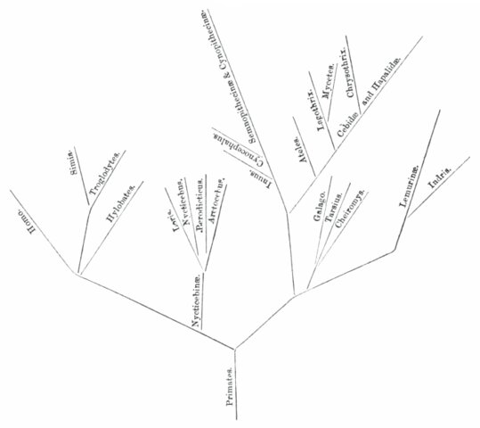 Árbol filogenético: George Jackson Mivart