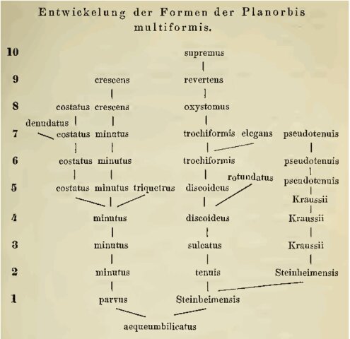 Árbol filogenético: Franz Martin Hilgendorf