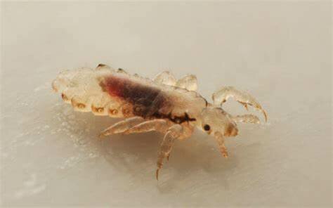 Xochtlan, Tequantépec y Amaxtlan