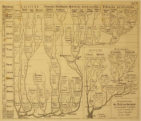 Árbol filogenético: Ernst Heinrich Philipp August Haeckel