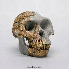 Ardipithecus ramidus