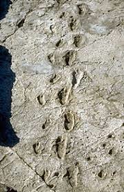 Laetoli Footprints (Mary Leakey) (F)