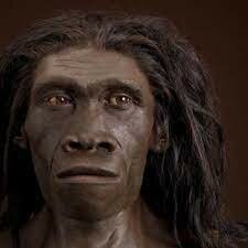 Homo erectus