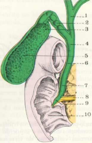 VIAS BILIARES
