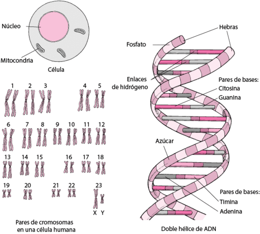Descubrimiento: los cromosomas portan genes