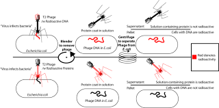 Descubrimiento: los genes están hechos de ADN