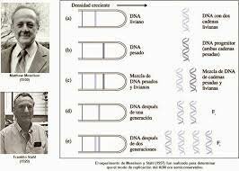 Descubrimiento: replicación semiconservativa del ADN