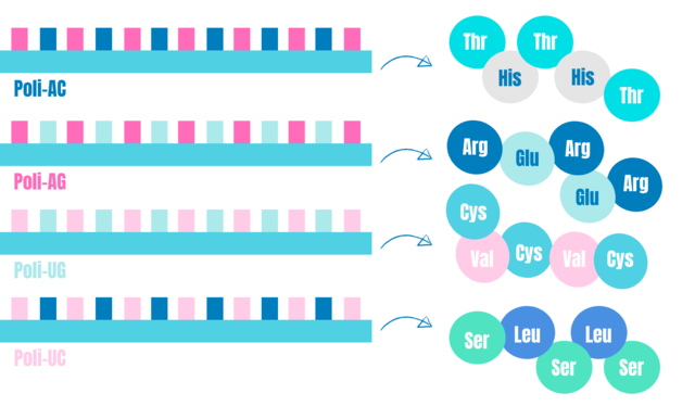 Descubrimiento: código genético descifrado