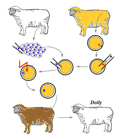 Descubrimiento: primer gen animal clonado