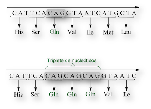 Descubrimiento: primer gen de la enfermedad mapeado
