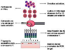 Descubrimiento: PCR inventado