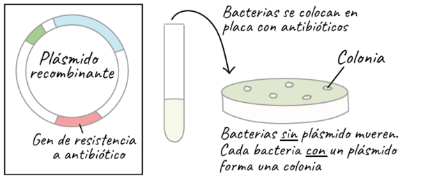 Descubrimiento: primera vez que se clona posicionalmente un gen de una enfermedad