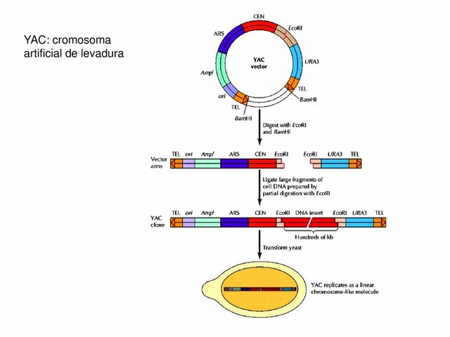 Descubrimiento: cromosomas artificiales de levadura
