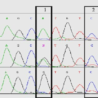 Descubrimiento: los microsatélites son nuevos marcadores genéticos