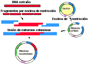 Descubrimiento: tecnologías ecológicamente racionales, fragmentos de genes