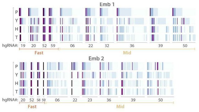 Descubrimiento: Mapa genético del ratón completado