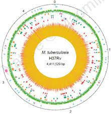 Descubrimiento: Secuencia de la bacteria M. tuberculosis