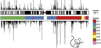 Descubrimiento: Borrador de trabajo del genoma del ratón ensamblado y Analizado