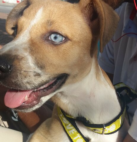 I adopted my own dog