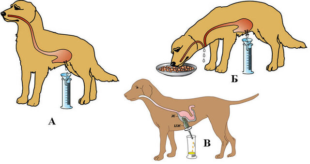 Concepción del sistema digestivo