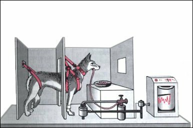 Estudios sobre las glándulas gástricas