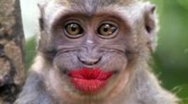 Timeline: Prehistoria