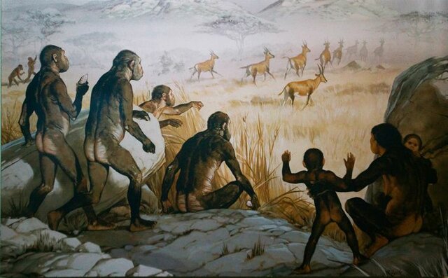 Homo habilis (primeres eines )