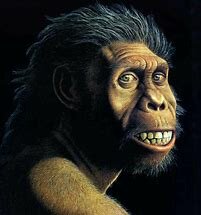 Homo habilis