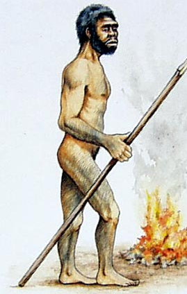 Homo erectus (foc)