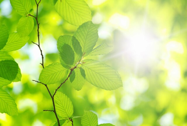 Photosynthesis discovery