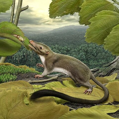 Appearance of the first mammals.