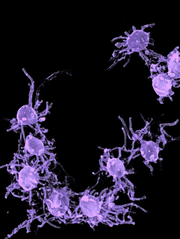 organismes unicel·lulars