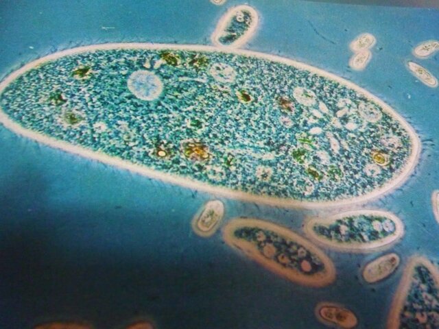 PRIMERES FORMES DE VIDA