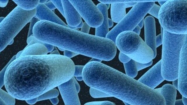 PRIMERS ORGANISMES UNICEL·LULARS