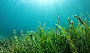 SURGEN ALGAS MARINAS