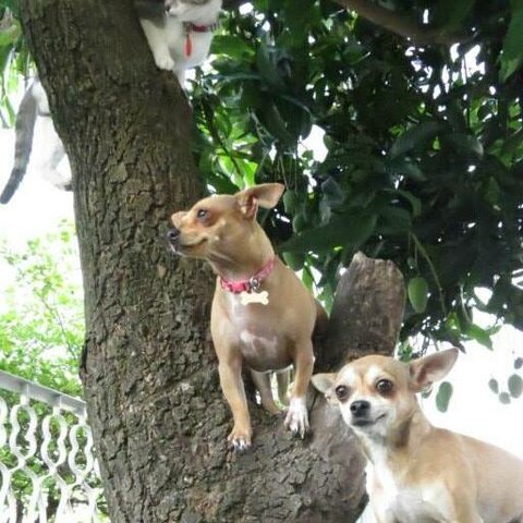 Atropellaron a mi perrito Chihuahua