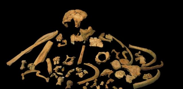 Homo antecesor (encontrado en la gran Dolina de Atapuerca)